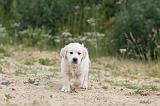 GOLDEN RETRIEVER 317